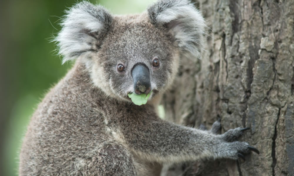 Koala spí 20 až 22 hodín